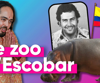 Replay Top Info - Un milliardaire Indien veut sauver les hippopotames de Pablo Escobar