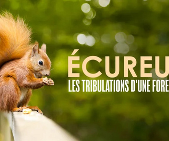 Replay Ecureuil, les tribulations d'une forestière