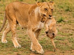 Replay Quand les hyènes défient les lions - Le combat des clans