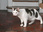 Replay La vie secrète des chats