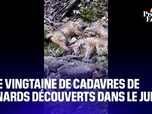 Replay L'image du jour - Une vingtaine de cadavres de renards découverts dans le Jura