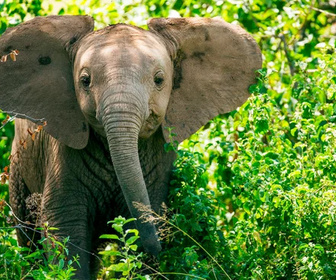 Replay La première année des bébés animaux - Le temps de la découverte