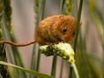 Replay Des foyers sur mesure - Constructions animales