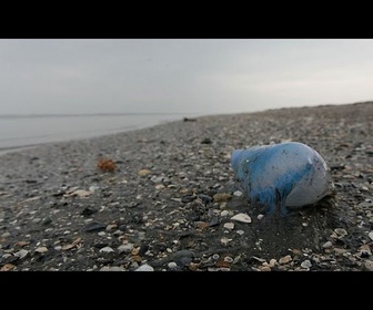 Replay Fermeture de plusieurs plages en France après la détection de Physalies