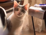 Replay La vie secrète des chats - S2E7 - Le chat : meilleur ami de l'homme ?