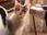Replay La vie secrète des chats