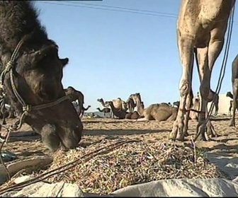 Replay Destinations - Rajasthan