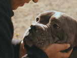 Replay Chiens et chats sans collier - Perdus sans collier, trouvé par amour