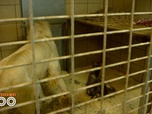 Replay Une saison au zoo - S14 E29