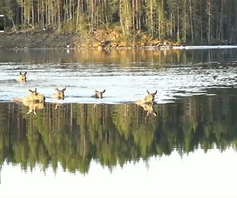 Replay Suède : les élans stars de la slow TV - Le dessous des Images