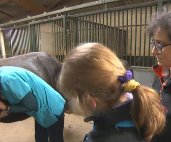 Replay Au galop ! - Un bébé pour Frimousse