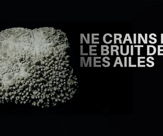 Replay Ne crains pas le bruit de mes ailes