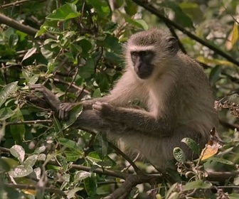 Replay Florilège - Cultures animales