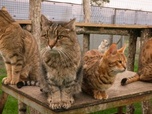 Replay La vie secrète des chats - La double vie de nos chats