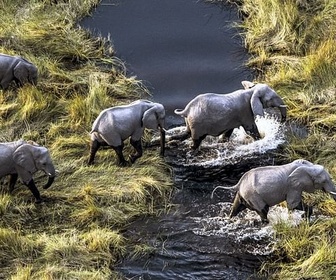 Replay Un camaïeu d'îles - Okavango, le fleuve-vie