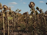 Replay Urgence climatique : un défi mondial - Climat : tout faire pour redescendre sous la barre des 1,5° de réchauffement