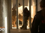 Replay Une saison au zoo - S13 E13