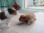 Replay Animaux à adopter - Louna et Ibiza les destins liés ; Tic et Tac les 2 chiots en famille relais