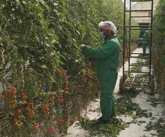 Replay Focus - La sécurité alimentaire, nouvelle priorité stratégique du Qatar