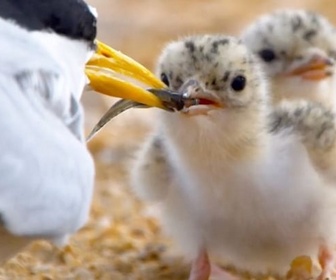 Replay Les sternes naines - Un oiseau sous les eaux