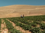 Replay Jordanie : le royaume aux pieds d'argile - L'agriculture au compte-goutte