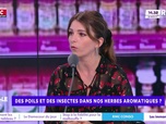 Replay Estelle Midi - Programme de fidélité dans les fast food : faut-il les interdire ?