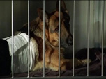 Replay Rex, chien flic - Prison de femmes