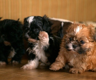 Replay Too cute (Trop mignon) - Caniches Bassets et Bull terriers