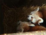 Replay Parc de Cerza, au plus près des animaux - S1E1 - Episode 1
