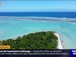 Replay L'image du jour - Un chercheur va s'isoler 8 mois sur un îlot de Polynésie française pour observer un oiseau rare
