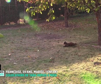 Replay La vie secrète des chats - S1E4 - Dans la peau du chat