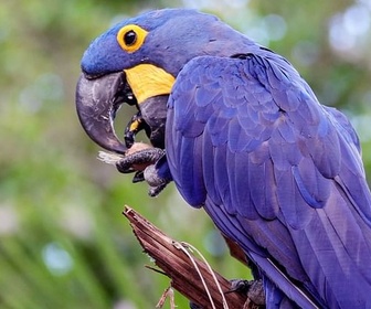 Replay Pantanal, l'autre Brésil sauvage - Merveilles de la nature