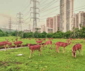 Replay Le parc national Sanjay Gandhi - Un écrin de nature à Bombay