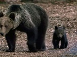 Replay Vivre avec les ours des Carpates - Corridors sauvages