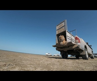 Replay Un tigre de l'Amour réintroduit dans la nature au Kazakhstan