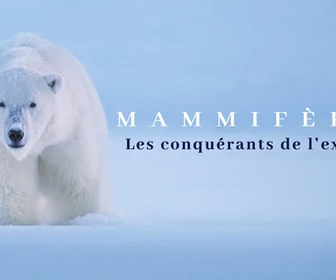 Mammifères replay