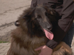 Replay Chiens et chats sans collier - Un foyer pour chacun