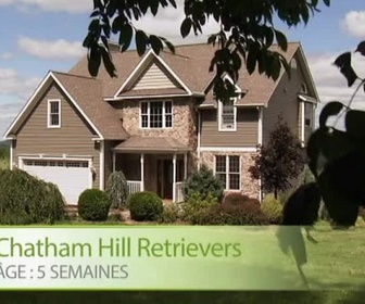 Replay Too cute (Trop mignon) - Bouviers bernois Chatham hill retrievers et Shibas