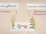 Replay Le Bic / Les pharmacies allemandes / La verveine - Karambolage