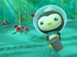 Replay Les Octonauts et l'invasion d'oursins