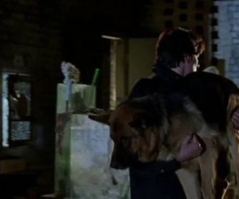 Replay Rex, chien flic - Un ange à quatre pattes