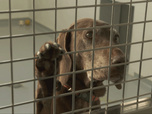 Replay Chiens et chats sans collier - Une rentrée pleine d'émotions