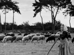 Replay Invitation au voyage - 07/09/2026 - En Bretagne, un mouton qui raconte le monde paysan