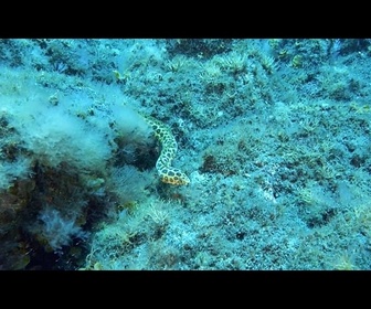 Replay Espèces exotiques, envahissantes et néocolonisatrices : ce qui les distingue et comment y faire face