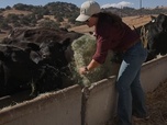 Replay ARTE Journal - États-Unis : la viande de bœuf en crise