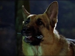 Replay Rex, chien flic - L'assassin de la pleine lune