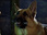 Replay Rex, chien flic