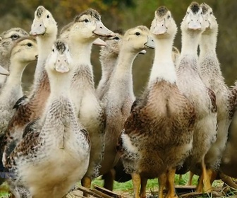 Replay Paysans du monde - Pays Basque : Canard Basque