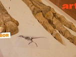 Replay Trafic de fossiles de dinosaures - ARTE Journal Junior de mardi