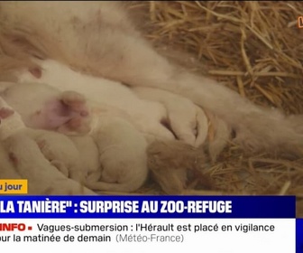 Replay L'image du jour - Un zoo refuge de l'Eure-et-Loir accueille des chiens patous errants, et six nouveaux bébés